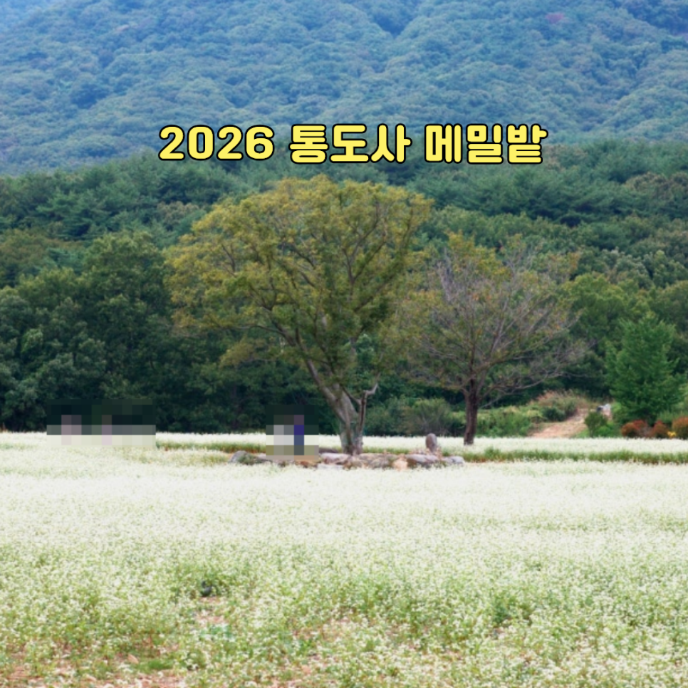 2026 통도사 메밀밭 전경, 하얀 메밀꽃이 가득한 꽃밭과 나무
