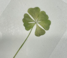 (주)네잎 이미지