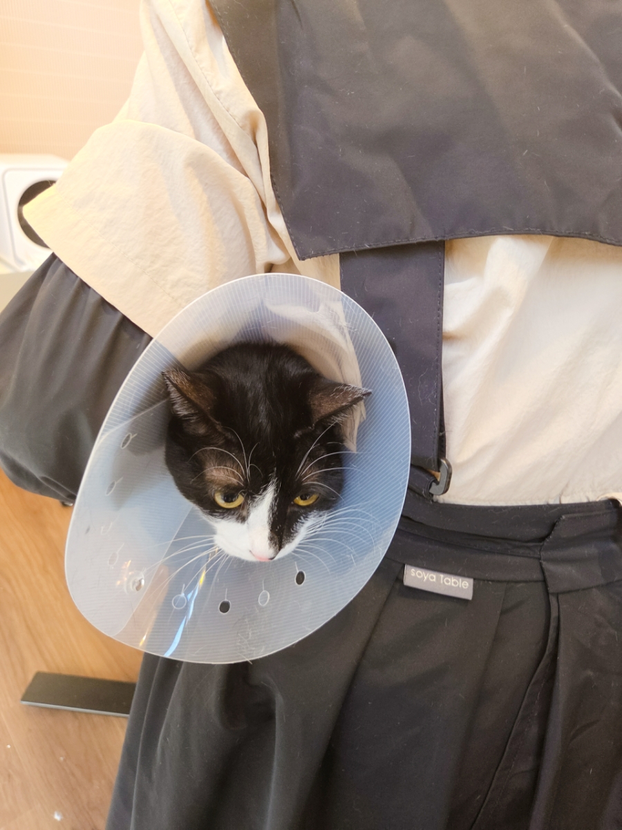 광주 고양이 미용, 묘한살롱에서 편안하게! — 사진 7