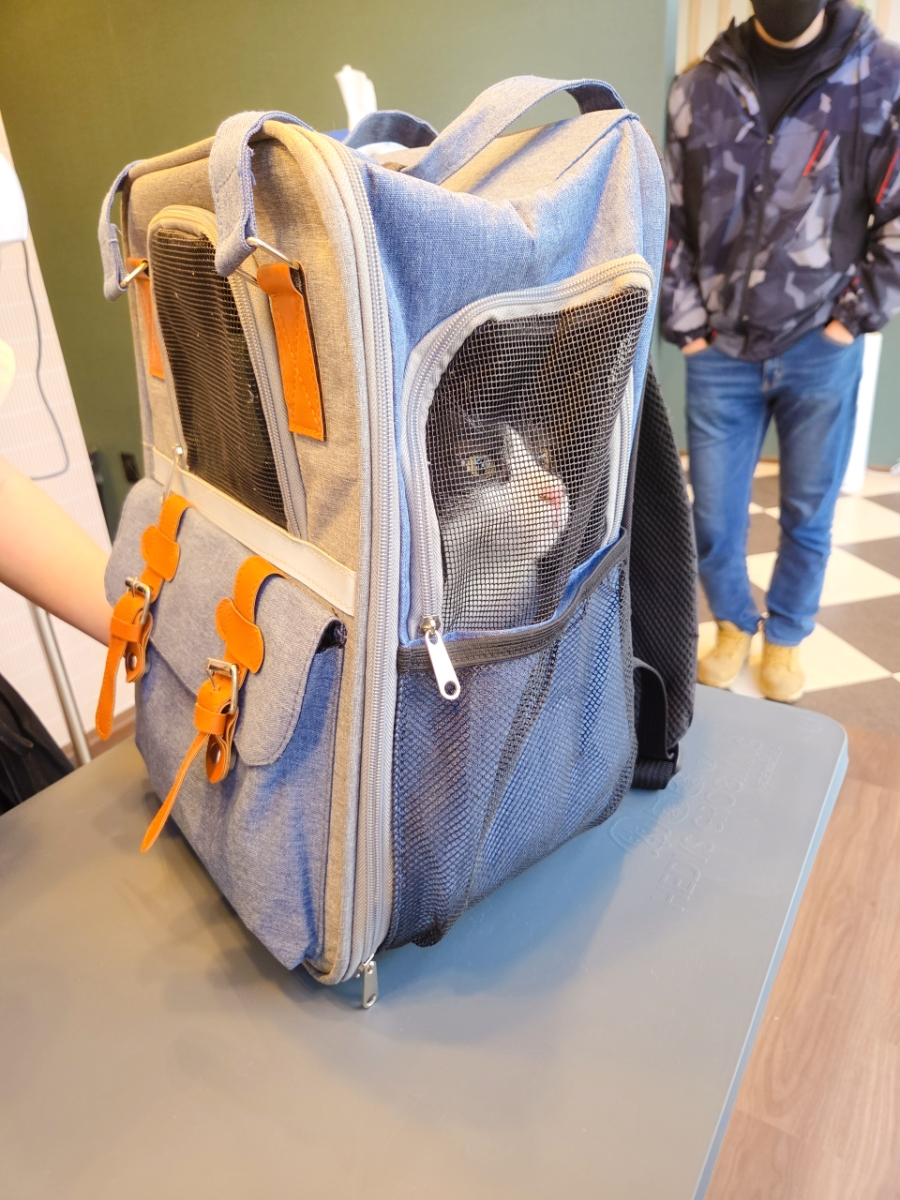 광주 고양이 미용, 묘한살롱에서 편안하게! — 사진 4