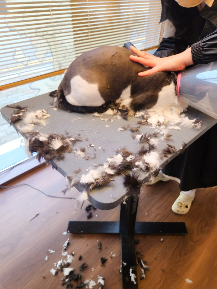 광주 고양이 미용, 묘한살롱에서 편안하게! — 사진 8