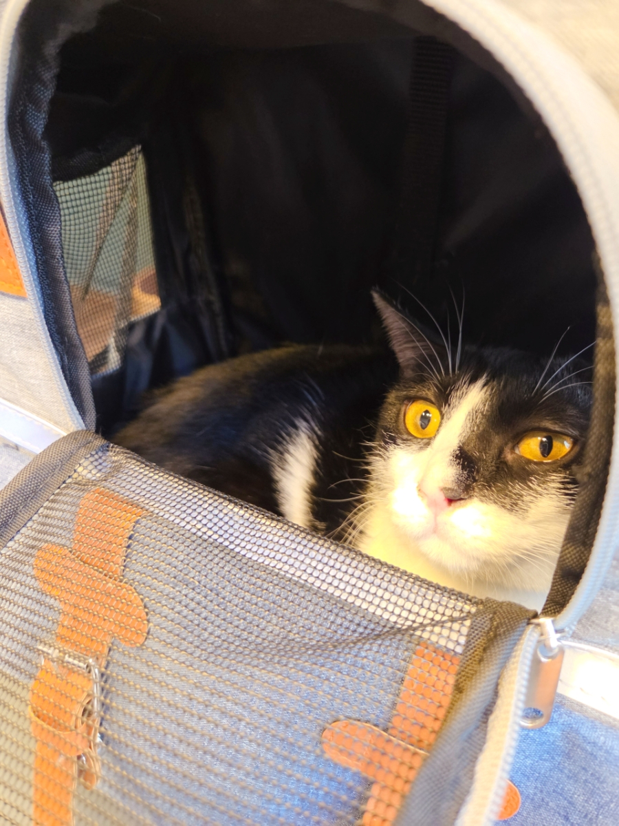광주 고양이 미용, 묘한살롱에서 편안하게! — 사진 5