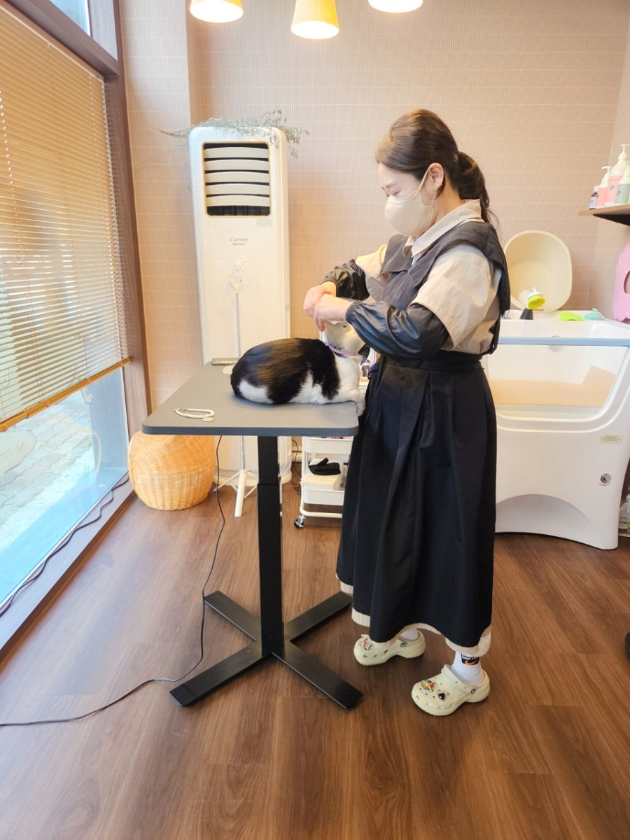광주 고양이 미용, 묘한살롱에서 편안하게! — 사진 6