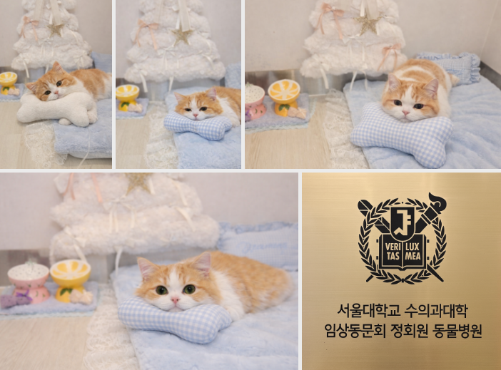 암컷 강아지 중성화 수술 비용 및 후기: 분당 P&P 동물병원 — 사진 13