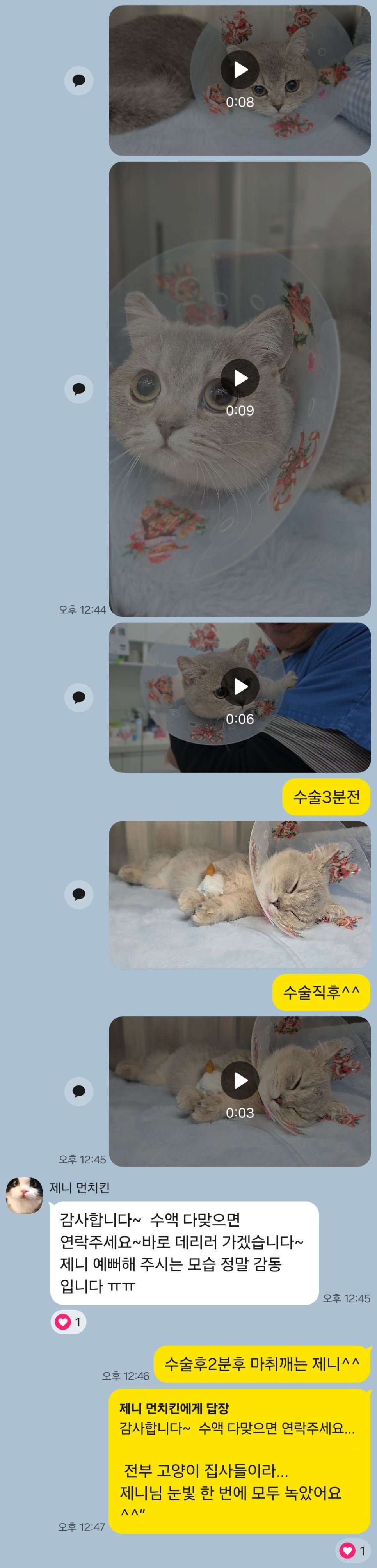 암컷 강아지 중성화 수술 비용 및 후기: 분당 P&P 동물병원 — 사진 9