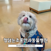 강아지 백내장 초기 진단 및 안과병원 비용 안내