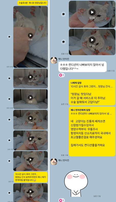 암컷 강아지 중성화 수술 비용 및 후기: 분당 P&P 동물병원 — 사진 10