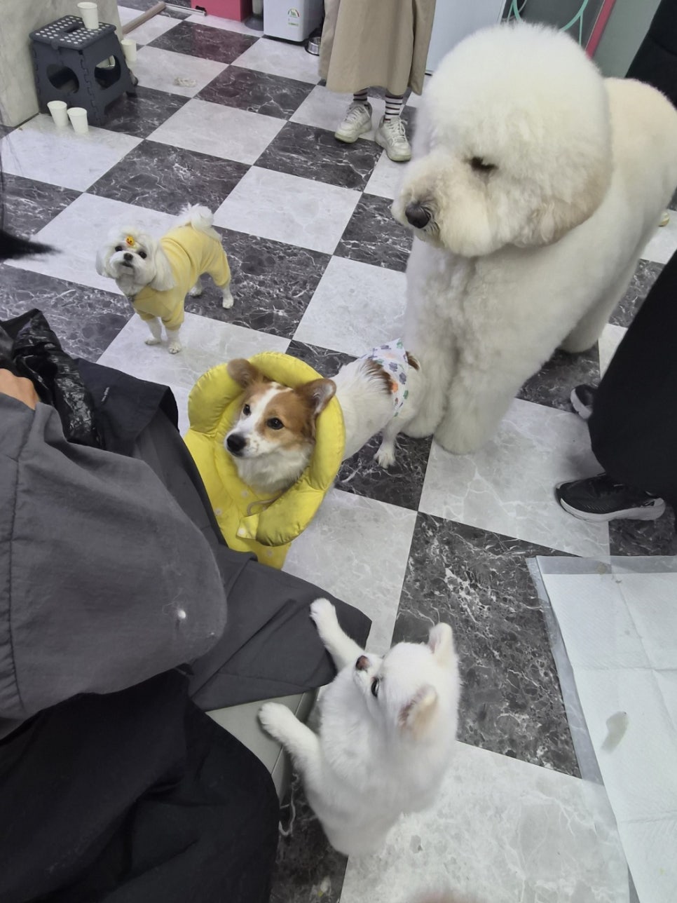 부천 애견미용학원: 가정견 실습으로 현장 감각 UP! — 사진 2