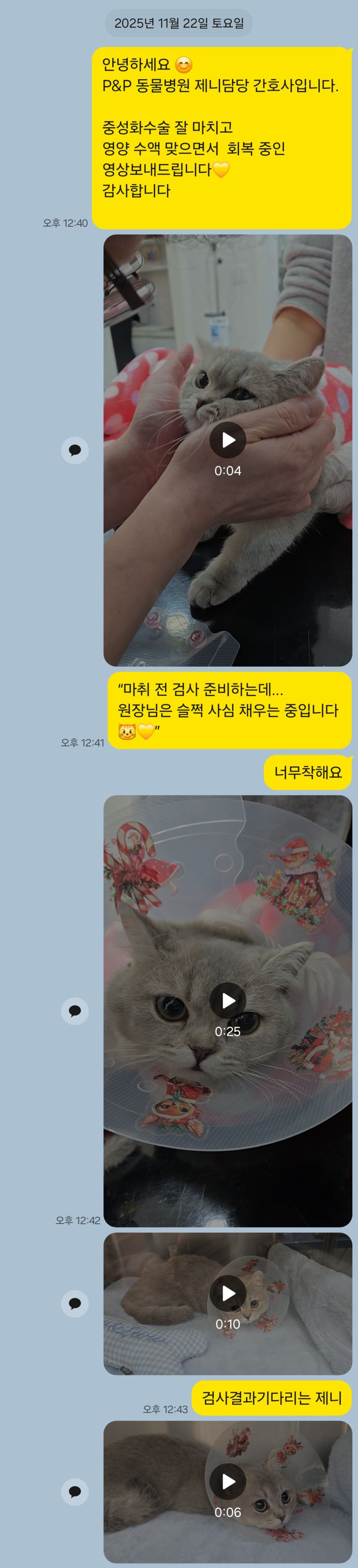 암컷 강아지 중성화 수술 비용 및 후기: 분당 P&P 동물병원 — 사진 8
