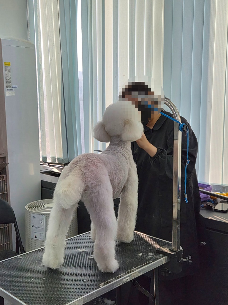 부천 애견미용학원: 가정견 실습으로 현장 감각 UP! — 사진 4