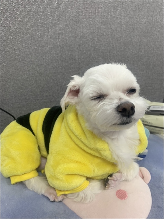 부천 강아지 미용학원: 수강료 지원 혜택과 취업 성공 후기 — 사진 4