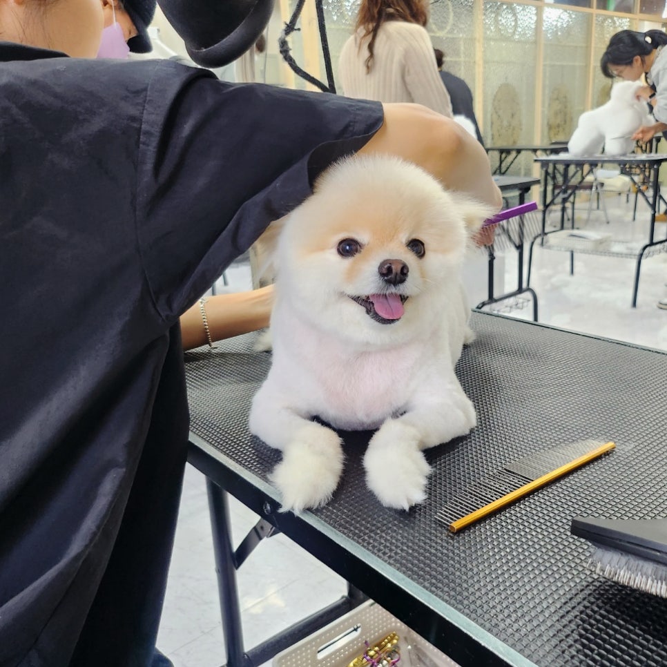 대구 애견미용학원 자격증 비용 및 후기 — 사진 4