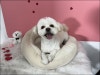 노원 애견미용학원, 수강료 및 커리큘럼 상세 안내 — 사진 6