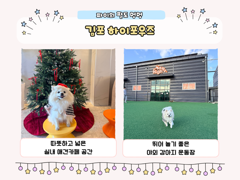김포 애견카페 하이포우즈: 넓은 실내·운동장 완비 — 사진 2