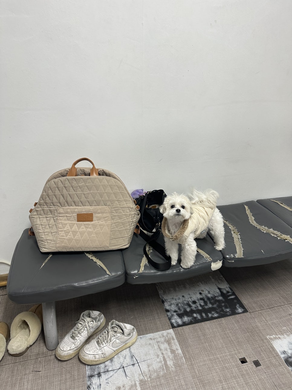 방배 오란다볼링센터: 강아지와 함께하는 이색 데이트 — 사진 17