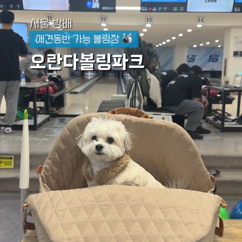 방배 오란다볼링센터: 강아지와 함께하는 이색 데이트
