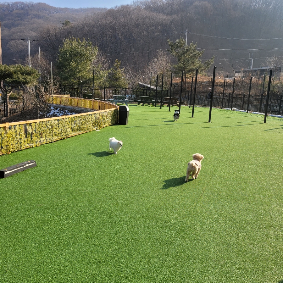 용인 별똥구리 애견카페: 넓은 운동장과 고기리 뷰 만끽 — 사진 20