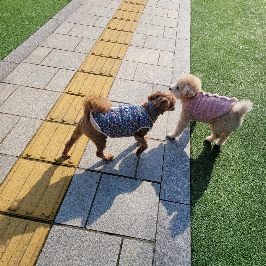 용인 별똥구리 애견카페: 넓은 운동장과 고기리 뷰 만끽 — 사진 19