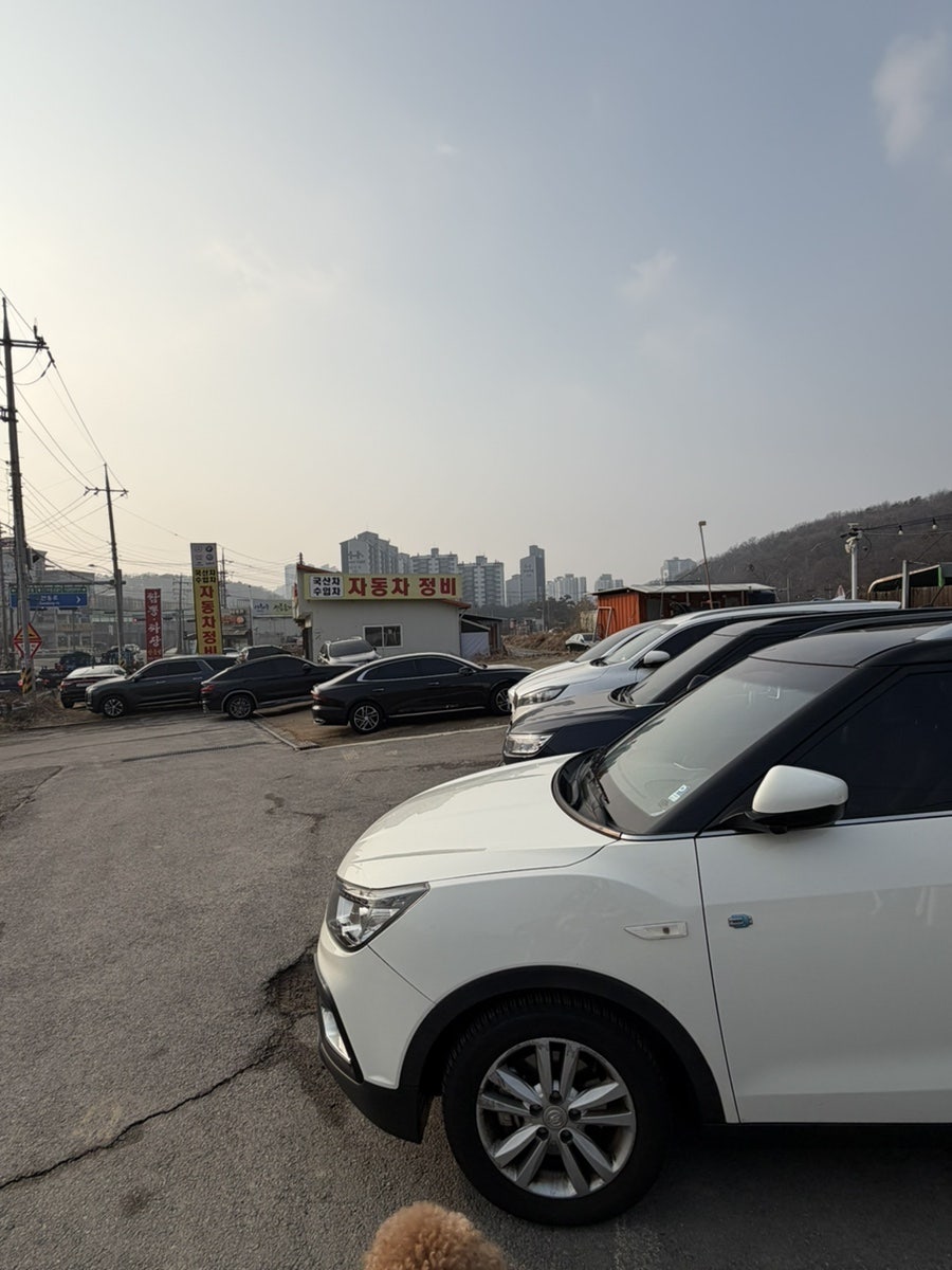 용인 댕글라이프 애견카페, 강아지 놀이터 이용 후기 — 사진 3