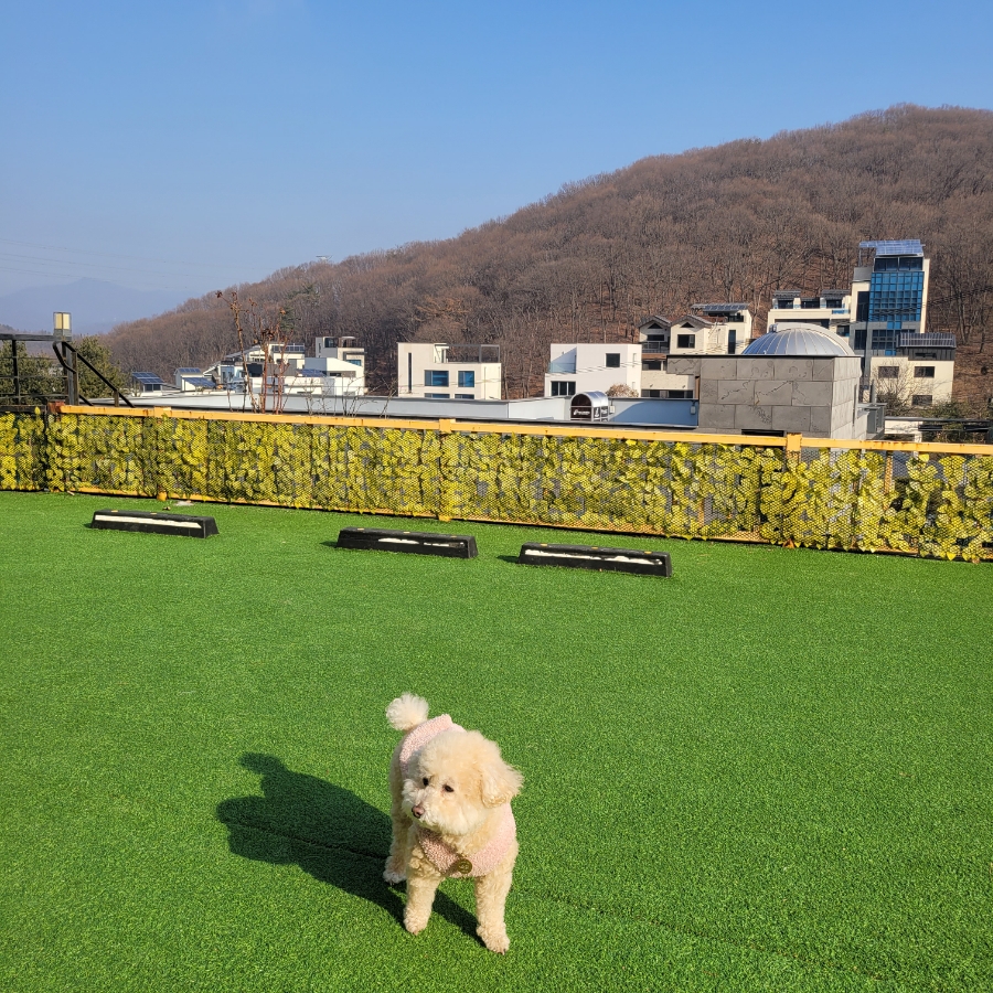 용인 별똥구리 애견카페: 넓은 운동장과 고기리 뷰 만끽 — 사진 17