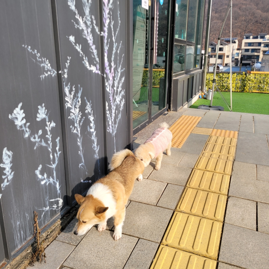 용인 별똥구리 애견카페: 넓은 운동장과 고기리 뷰 만끽 — 사진 18