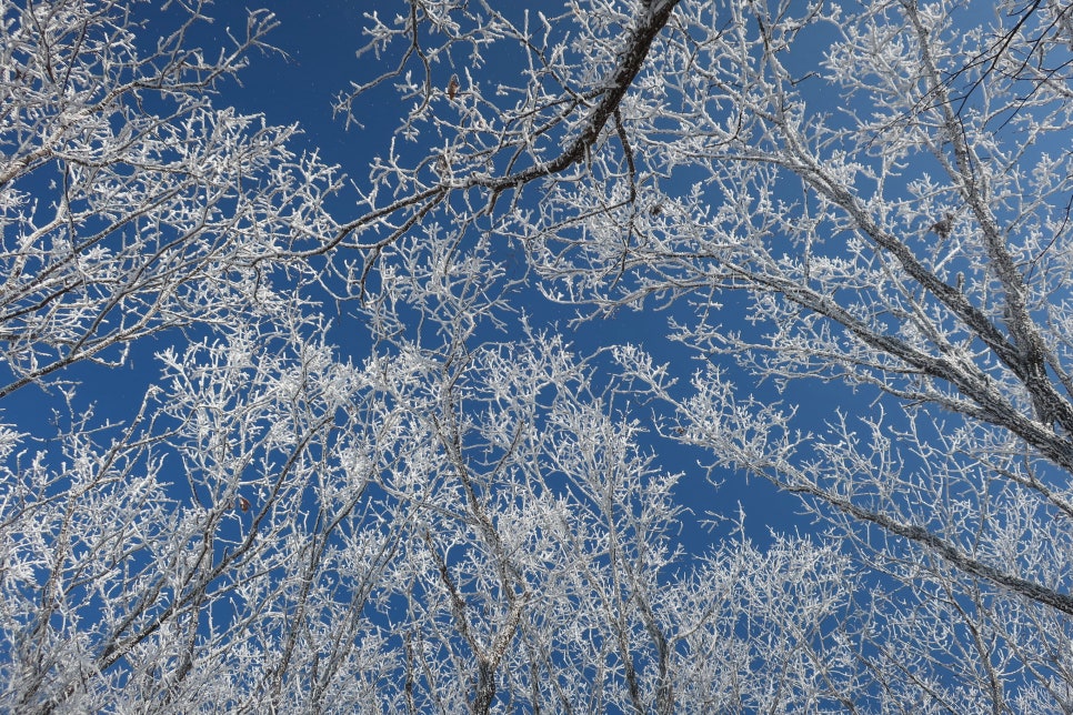 소백산국립공원 어의곡코스 이미지
