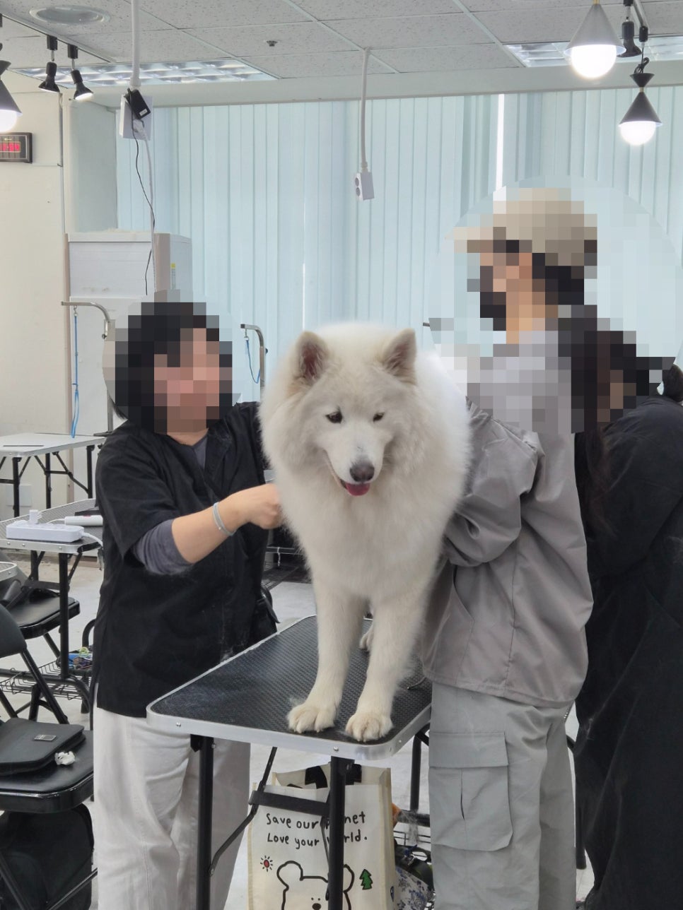 노원 애견미용학원 수강료, 자격증 취득 과정 완벽 분석 — 사진 4
