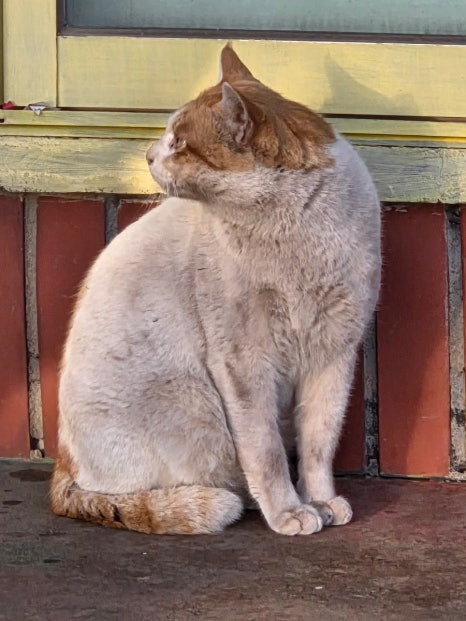 오들락 사진 8