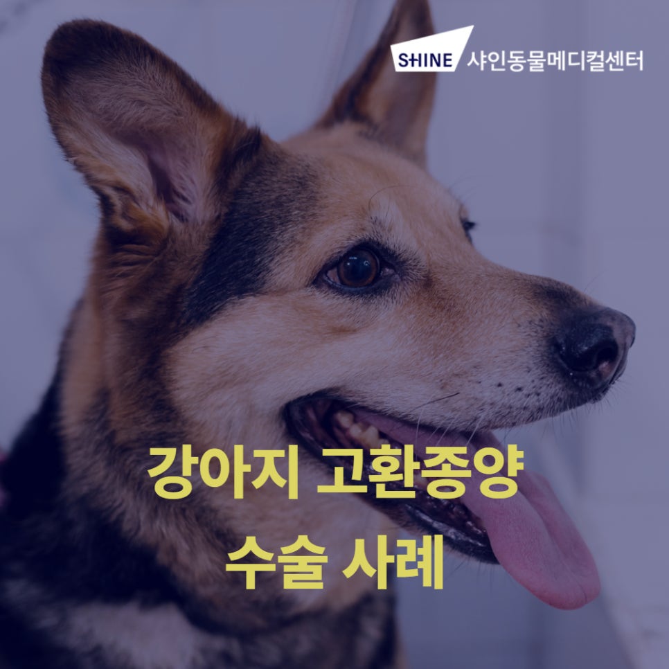 강아지 고환종양 수술, 샤인동물메디컬센터에서 안전하게 — 사진 1