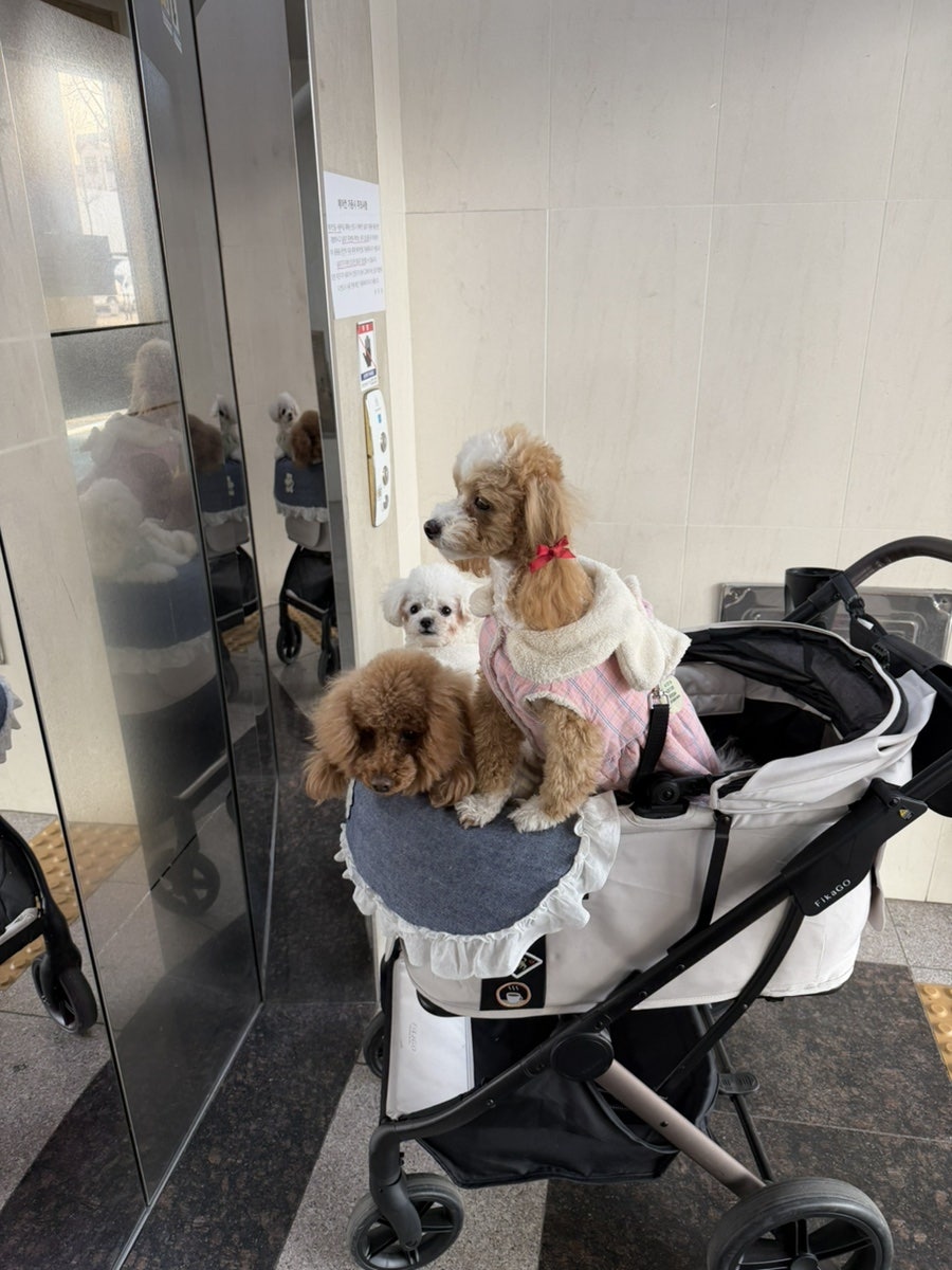 송파 잠실 실내 애견카페 킨더독, 강아지 유치원 비용 및 이용 후기 — 사진 4