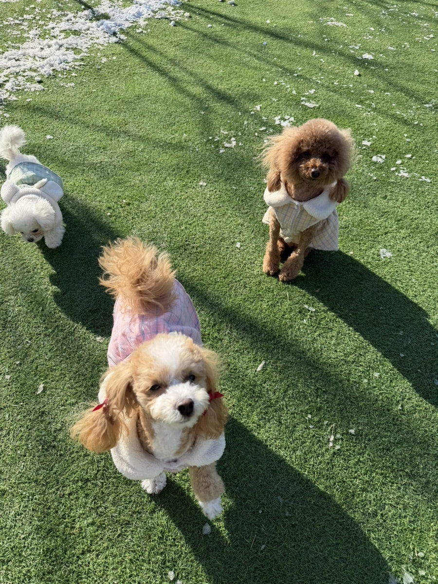 화성 동탄 애견카페 '카페사개' 강아지 운동장 이용 후기 — 사진 9