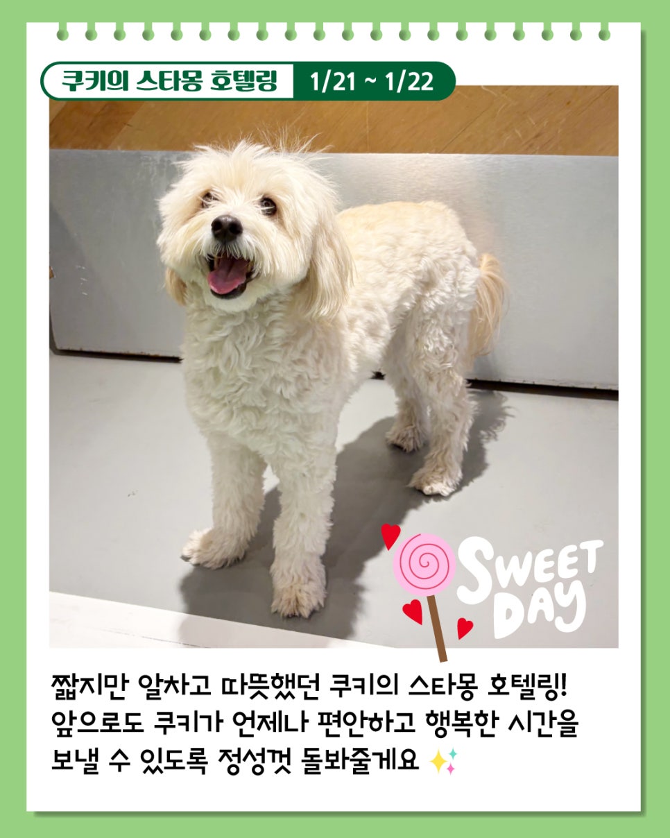 강남 애견호텔 추천: 스타몽 1박 2일 말티푸 호캉스 후기 — 사진 4