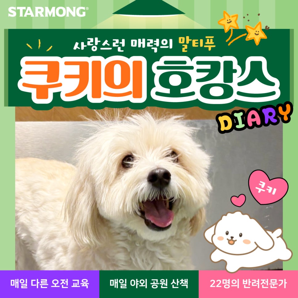 강남 애견호텔 추천: 스타몽 1박 2일 말티푸 호캉스 후기