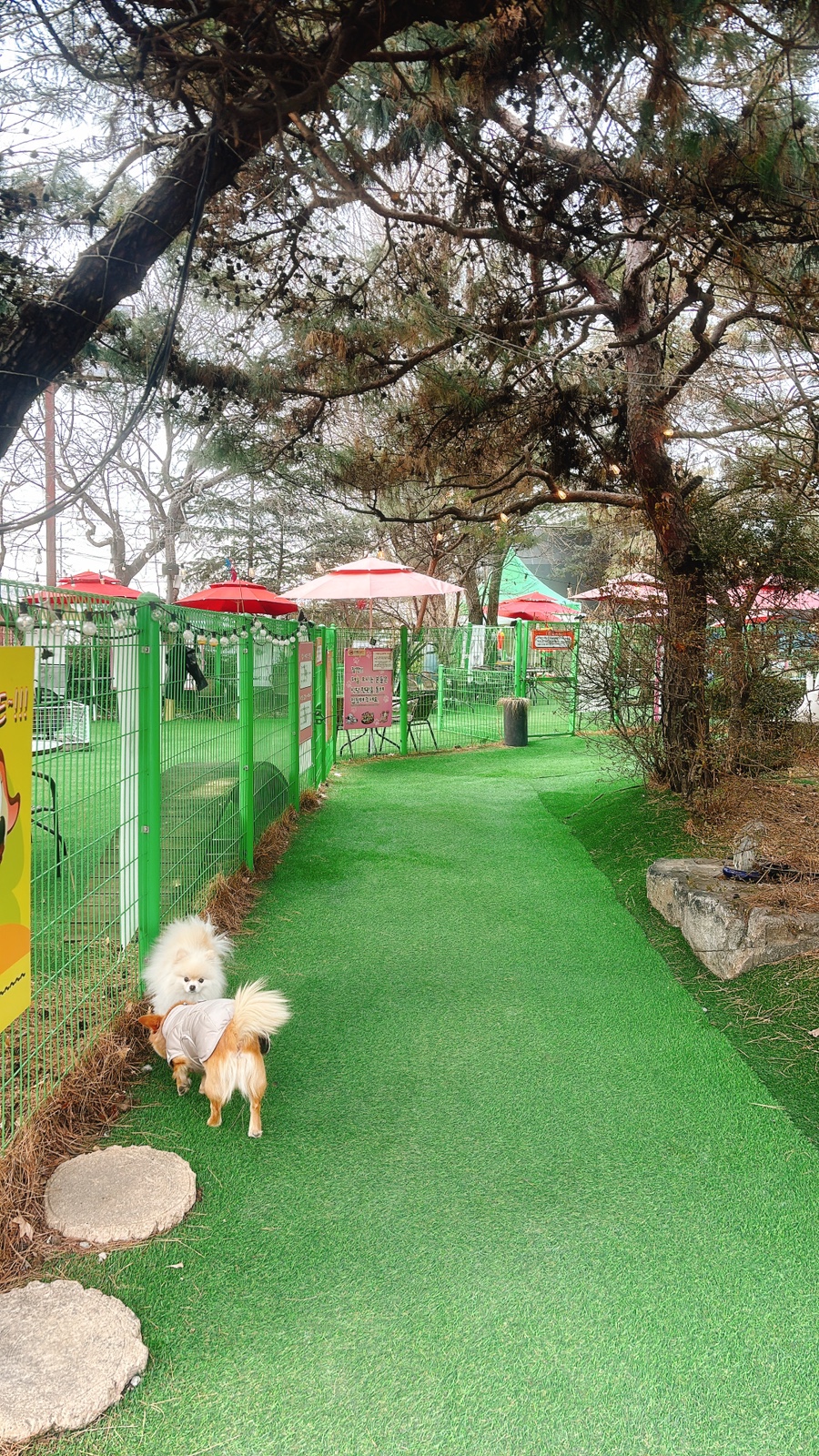 남양주 개떼놀이터: 강아지 운동장 & 애견동반식당 후기 — 사진 2