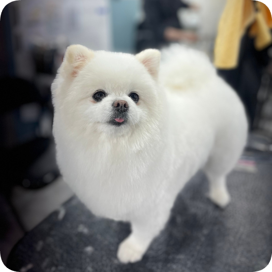 강남 애견미용학원, 직장 병행 자격증 최단기 합격 후기 — 사진 2