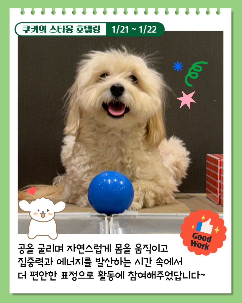 강남 애견호텔 추천: 스타몽 1박 2일 말티푸 호캉스 후기 — 사진 2