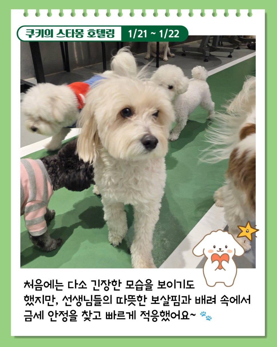 강남 애견호텔 추천: 스타몽 1박 2일 말티푸 호캉스 후기 — 사진 3