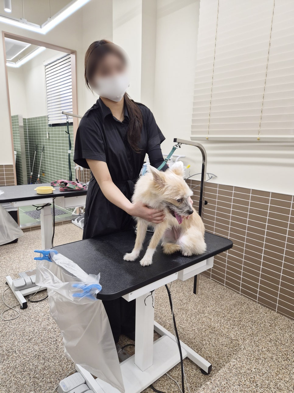 강남 애견미용학원 취미반, 난이도별 과정 및 주말반 완벽 정리