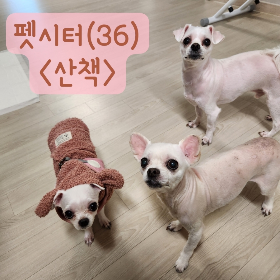 인천 부평 말티즈 방문 펫시터: 산책 & 케어 후기 — 사진 2