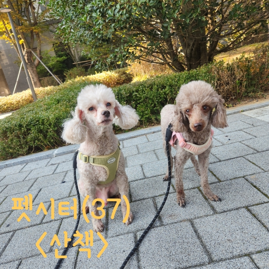 인천 송도 푸들 산책 대행 펫시터 방문 후기 — 사진 2