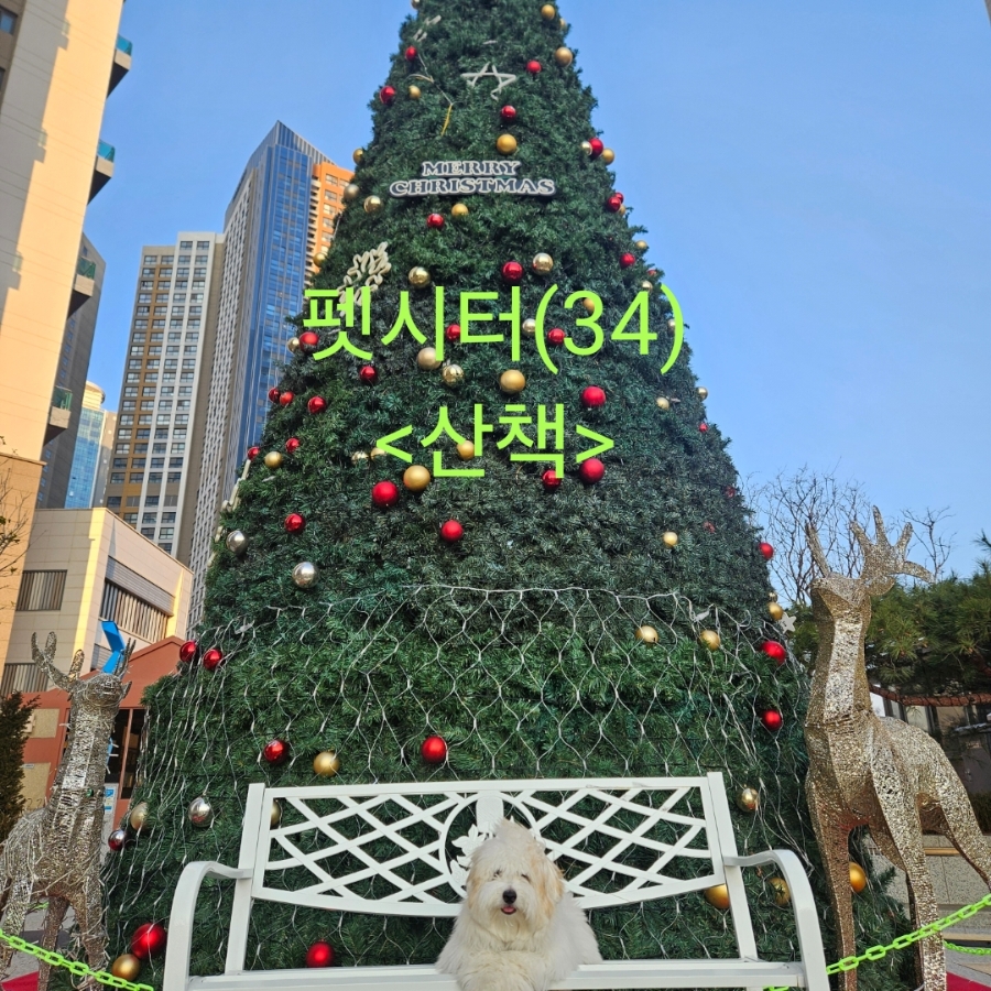 인천 송도 꼬똥 산책케어 펫시터 방문 후기 — 사진 2