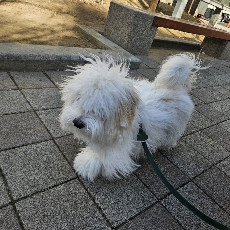 인천 송도 꼬똥 호텔링: 픽드랍 케어 후기 — 사진 9