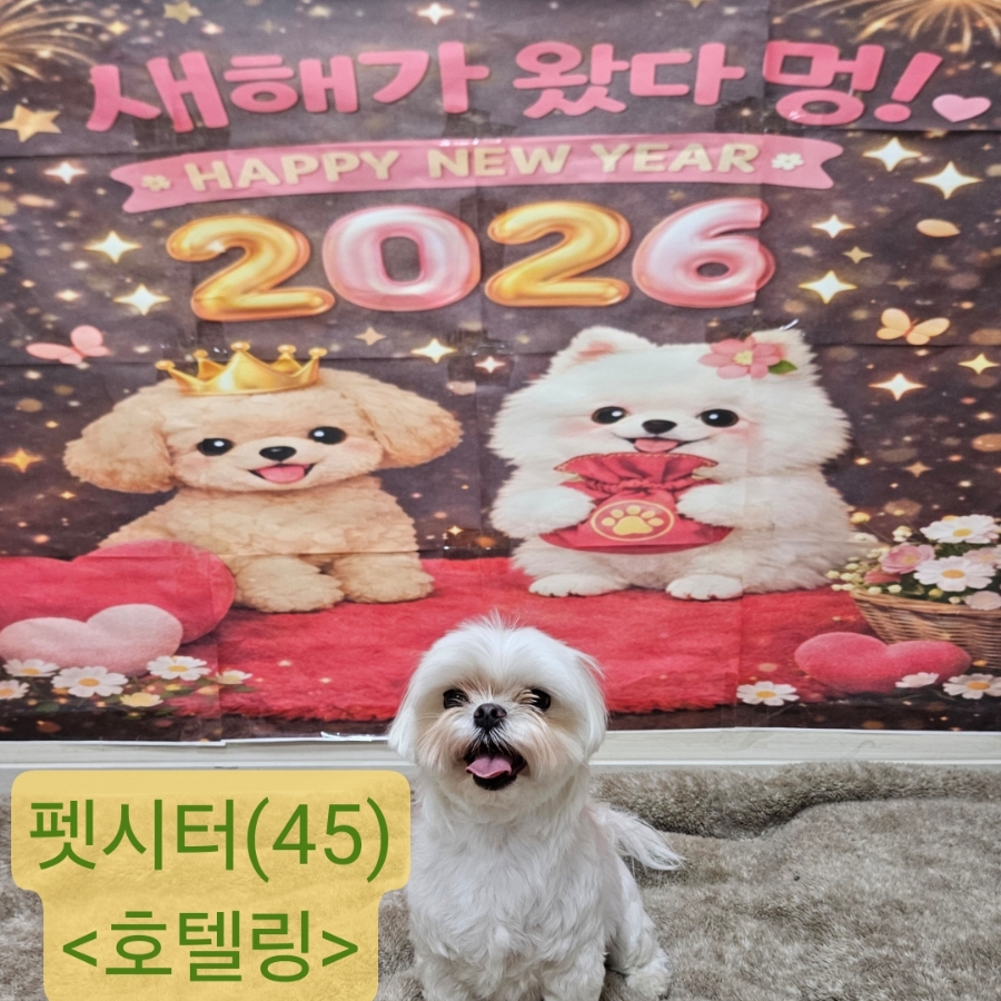 인천 송도 말티즈 호텔링, 베리의 즐거운 2박 3일 후기 — 사진 2
