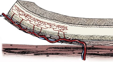 Random Pattern Flap Innervation Axial Pattern Flap (축형 피판)의 정의와 종류 (Random Pattern Flap 차이점) : 네이버 블로그