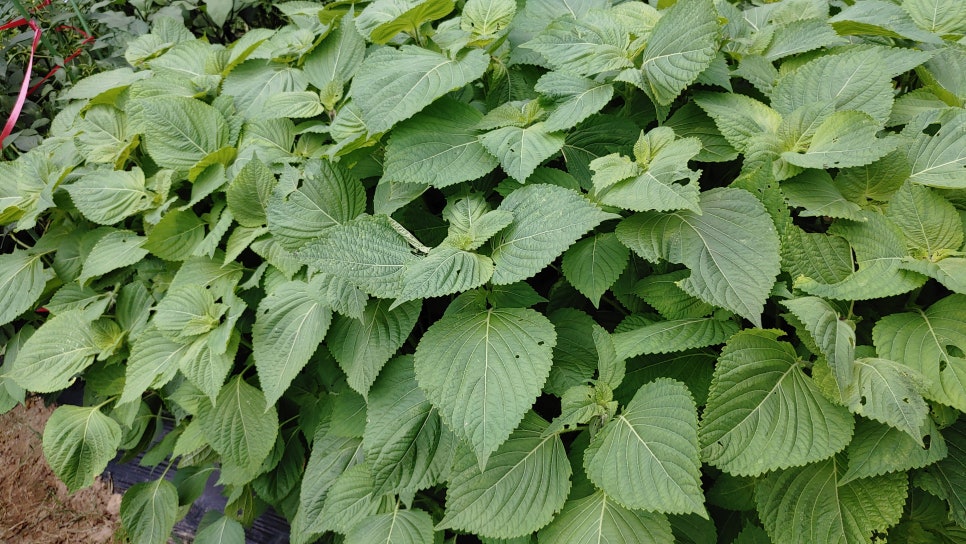 깻잎 키우기 재배 총정리 (씨앗 모종 심기 물주기 순치기 병충해) : 네이버 블로그
