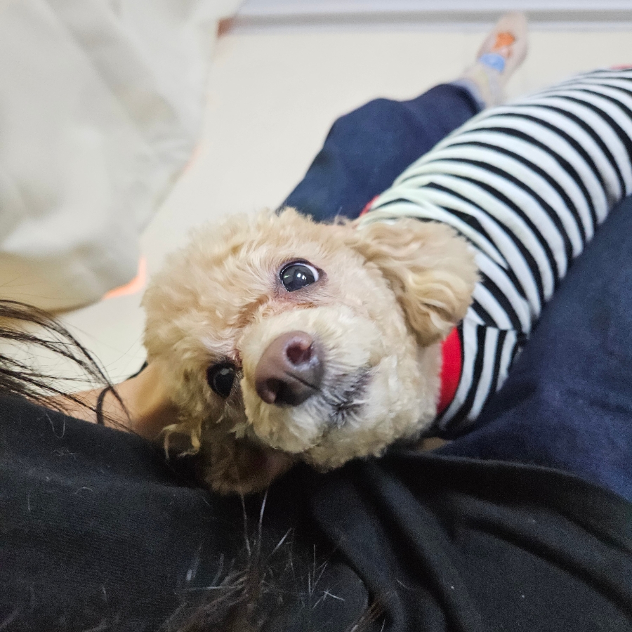 일산 푸들 코코 호텔링: 11시간 위탁 케어 후기 — 사진 4