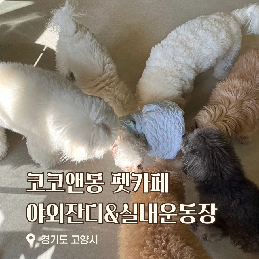 고양 애견유치원 코코앤몽, 강아지 놀이터 비용 및 시설