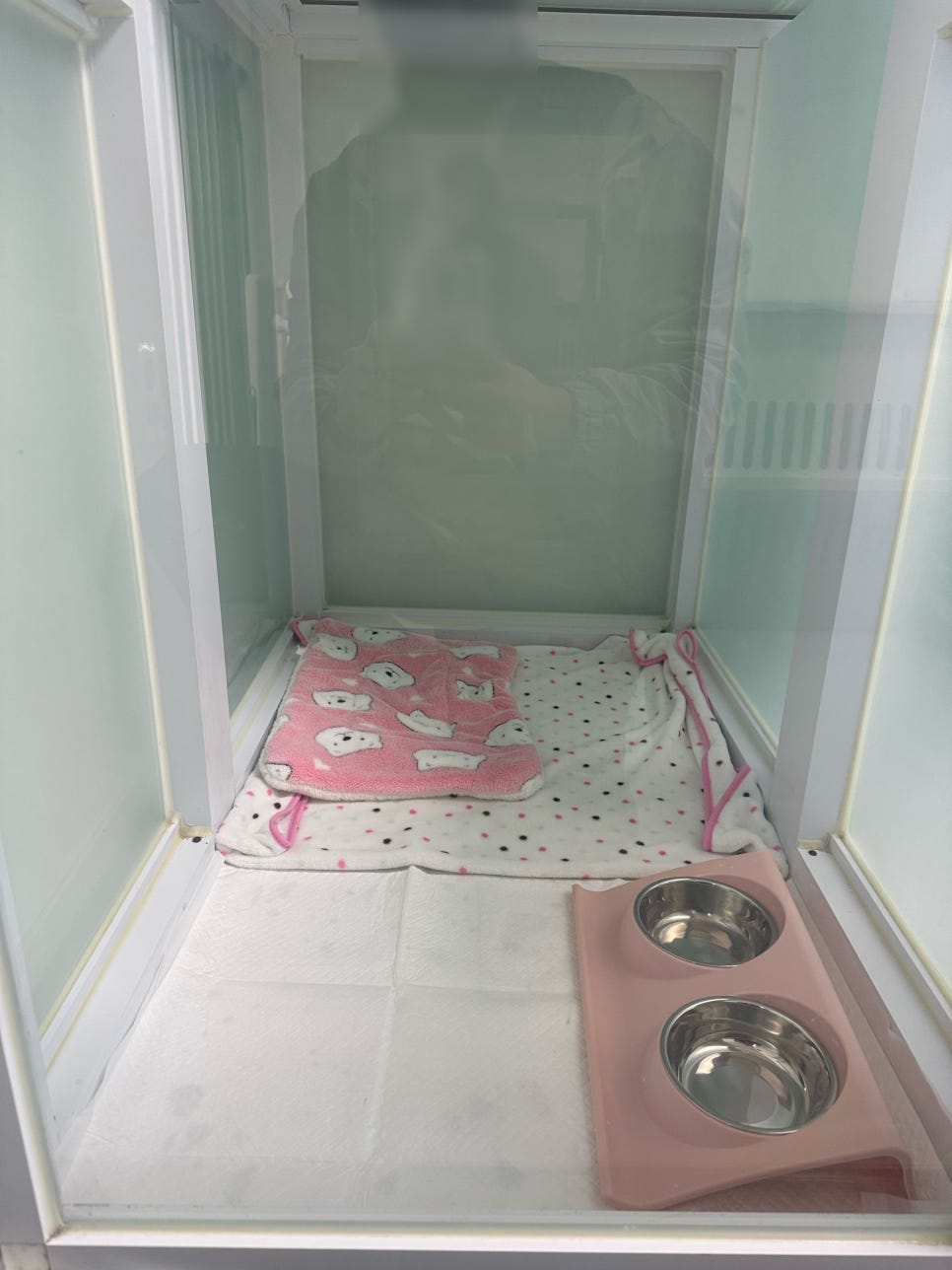 부산 애견 호텔·유치원 우리집첫째, 150평 운동장 호캉스 — 사진 9
