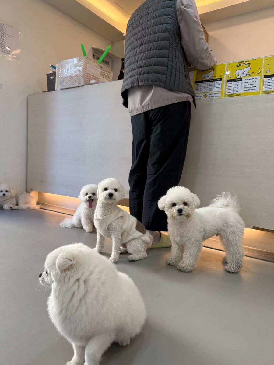 부산 애견 호텔·유치원 우리집첫째, 150평 운동장 호캉스 — 사진 8