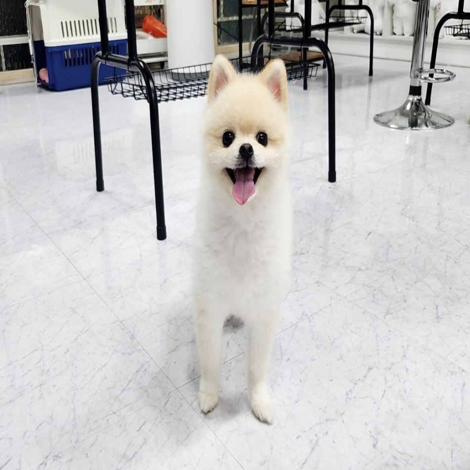 부산 애견미용학원 국비 비교 및 자격증 취득 과정 안내 — 사진 7